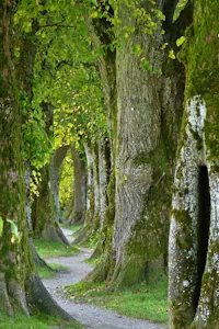 trees-2897757-200x300