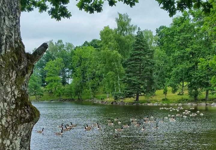 Simmande kanadagäss